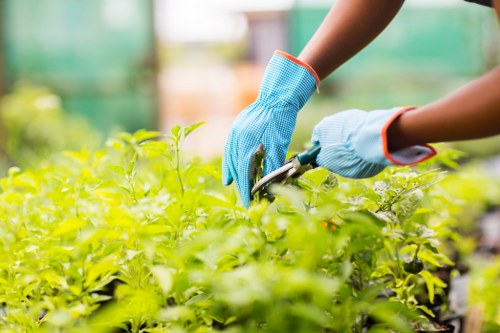 The image shows a gardener wearing blue gardening gloves using pruning shears to trim lush green foliage in a well-maintained garden. The garden features a variety of plants with vibrant green leaves, organized in a tidy manner, possibly in a flower bed or border area. In the background, there is a blurred view of additional plants and garden structures, indicating a spacious outdoor environment. The natural outdoor lighting suggests a bright, clear day, which enhances the rich colours and healthy appearance of the plants. This scene exemplifies careful garden maintenance and pruning, essential aspects of gardening services offered by professionals like Landscapers Haringey, who specialise in outdoor landscaping and planting care within the Haringey area. The overall setting reflects a professionally managed garden that emphasizes natural beauty and plant health, aligning with expert gardening and landscaping practices aimed at enhancing outdoor spaces in London suburbs and nearby regions.
