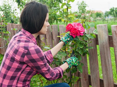 A woman with dark hair, wearing a pink and black checkered shirt and decorated gardening gloves, is tending to a vibrant pink rose bush in a well-maintained front garden. She is carefully pruning or inspecting the flowers, with her left hand supporting the plant and her right hand gently holding a rose blossom. The garden features a wooden fence behind her, made of vertical slats that are weathered but sturdy, enclosing a lush outdoor space. The ground in the vicinity appears to be a mix of soil and small gravel, blending naturally with the greenery. In the background, there are leafy overhanging branches and trees, along with distant rooftops of houses typical of Haringey, London, under an overcast sky. The overall scene suggests a regular garden maintenance activity, highlighting natural plant textures, vibrant flower colours, and the quiet outdoor environment as part of professional gardening services offered by Landscapers Haringey, focused on creating attractive flower beds and well-kept outdoor spaces.