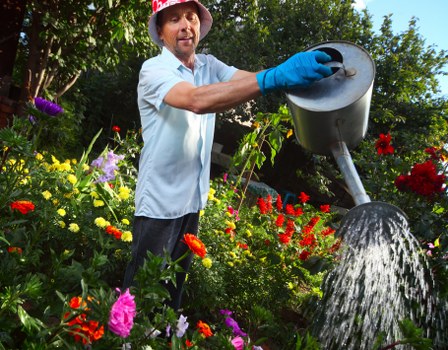 A gardener wearing a light blue shirt, blue gardening gloves, and a red hat is watering a lush garden bed with a black watering can, surrounded by vibrant flowering plants including red, pink, yellow, and purple blooms. The garden features a well-maintained lawn with dense, green grass in the foreground, and a backdrop of mature trees and shrubbery, creating a serene outdoor space typical of residential gardens in Haringey. The weather appears sunny with clear skies, emphasizing the natural tones of the plants and the bright colours of the flowers. This scene highlights outdoor gardening activities and the upkeep of a lively, landscaped garden area, suitable for professional gardening services offered by Landscapers Haringey, focusing on plant care and lawn maintenance near London.
