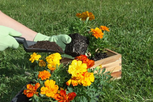 A gardener wearing light green gloves is planting a vibrant marigold flower into a wooden garden bed filled with rich soil, situated on a neatly maintained lawn. The garden bed contains a variety of marigolds and other flowering plants with bright orange and yellow blooms, contrasting against the green foliage. In the background, there is a lush, well-kept grassy area typical of a suburban garden in Haringey. The scene is lit with natural daylight, indicating a clear weather day, highlighting the fresh, natural tones of the garden environment. This outdoor space features a combination of shrubbery, flower beds, and well-defined grass areas, reflecting professional landscaping and gardening care, such as that provided by Landscapers Haringey, to enhance outdoor garden aesthetics and functionality.